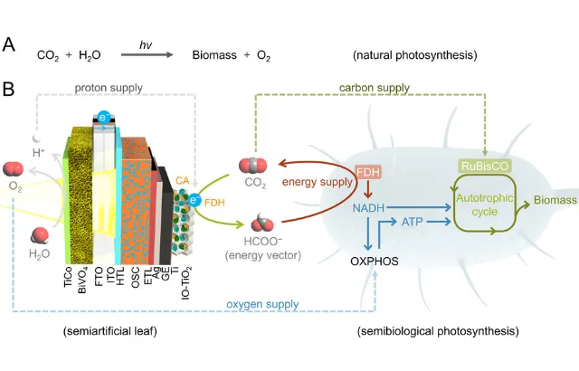 Integrated solar reactor uses sunlight, water, CO2 and engineered bacteria to grow biomass in a single beaker