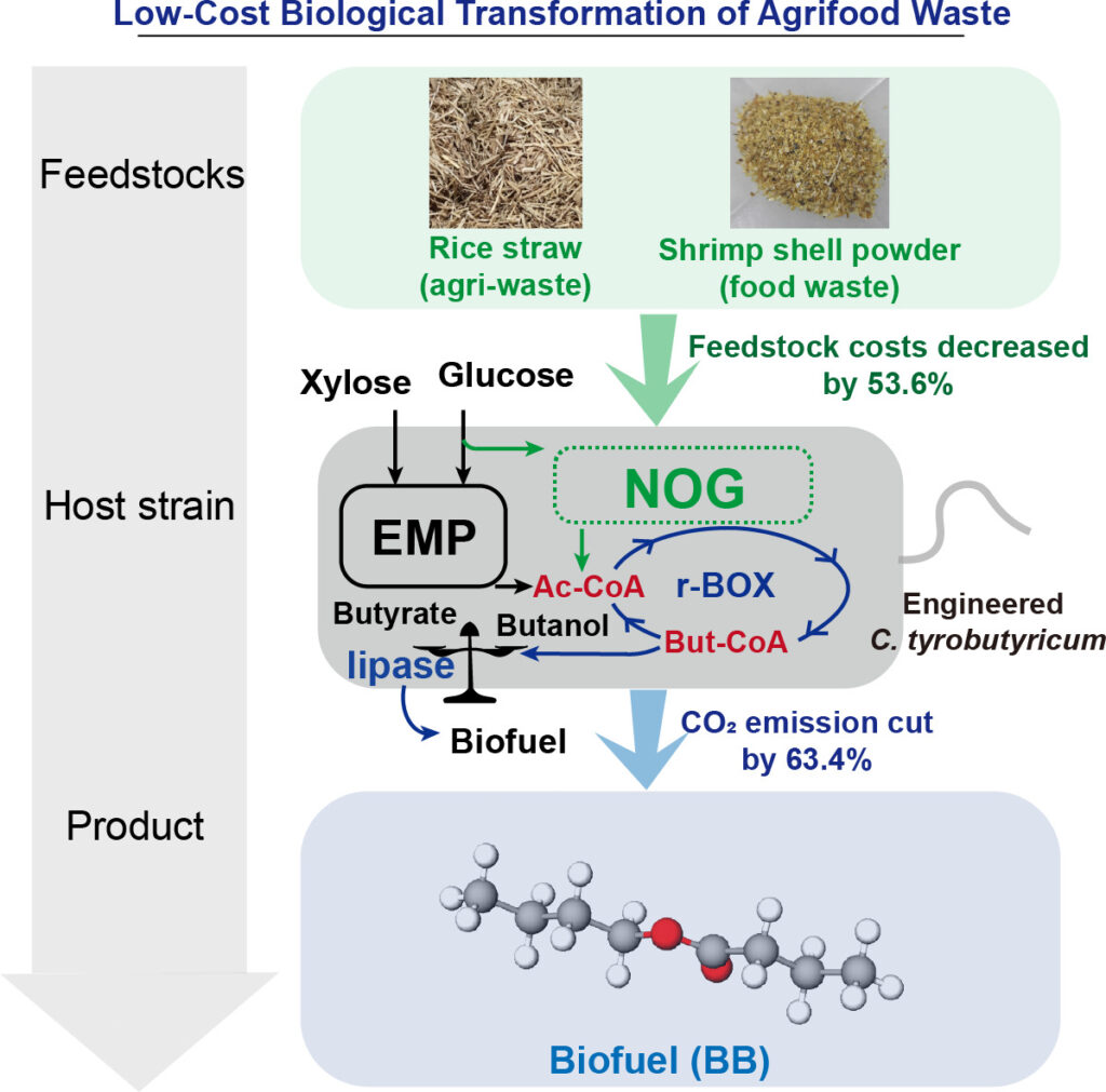 Graphical abstract: Low-cost Biological Transformation of Agricultural Waste