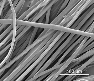 A scanning electron microscopy image of unfused silk fibers. PHOTO: Qichen Zhou, Imperial College London.