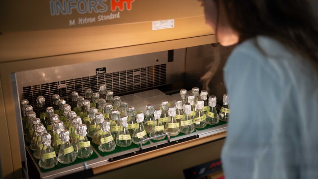 Die Optimierung «bakterieller Fabriken» im ETH-Labor ebnet den Weg, um Treibhausgase künftig im industriellen Massstab in wertvolle Chemikalien umzuwandeln. (Bild: Michel Büchel / ETH Zürich)