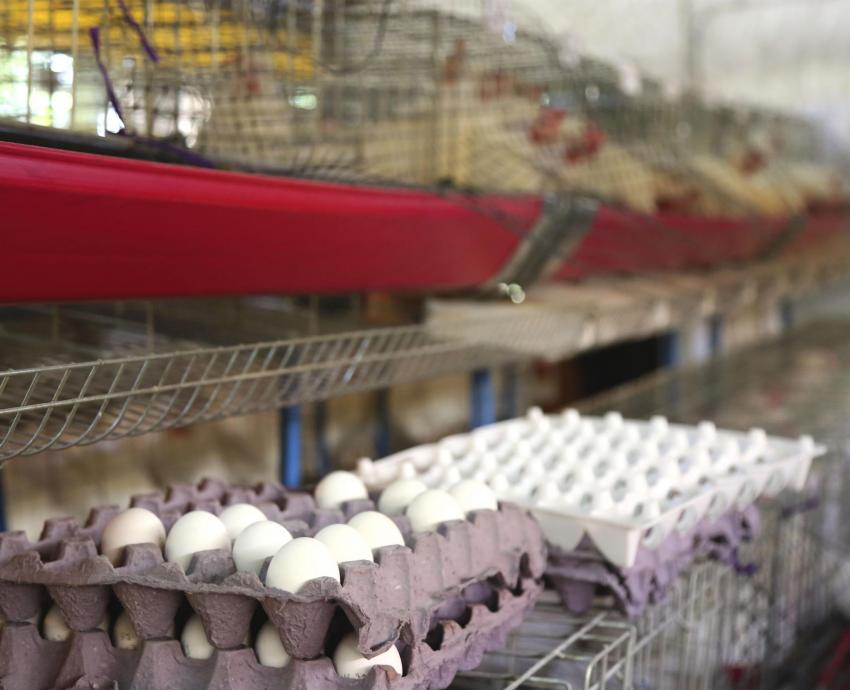 Eggshells also serve as fertilizer for plants
