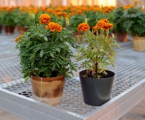 The marigold on the left is growing in a pot made from bioplastics. The plant on the right is growing in a pot made from a petroleum-based plastic. Photo by the Center for Crops Utilization Research. 
