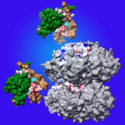 Molecular structure of the three proteins in cyanobacteria's circadian clock. (Courtesy of the Johnson Lab / Vanderbilt)