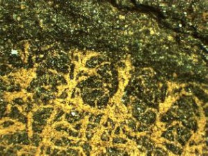 Das Chitin-Skelett des Vauxia-Schwammes unter einer Mineralschicht hat die Millionen von Jahre sehr gut überstanden. Durchmesser von Skelettfasern: 0.1 mm Foto: Hermann Ehrlich