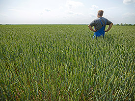 59930_1_Homogeneous-arable-land_Germany_Querfurt-Plate_Andre-Kuenzelmann-UFZ_275px