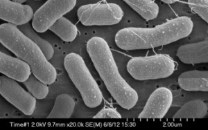 Bacteria SEM group_f