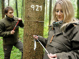 Cynthia Schäfer und Eric Thurm, Doktoranden am Lehrstuhl für Wachstumskunde, nehmen eine Jahresring-Probe von einem Baum auf einer Versuchsfläche. (Foto: L. Steinacker / TUM)