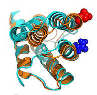 Dieses Spinnenseidenprotein wechselt seine Form zwischen orange- und cyan-farbiger Struktur innerhalb von Bruchteilen einer tausendstel Sekunde. Die Stelle, an der eine Sonde zur Sichtbarmachung der Bewegung eingebracht wurde, ist blau und rot markiert. (Bild: Hannes Neuweiler)