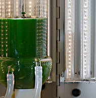 Nahaufnahme des LED-Bioreaktors - Bild: Andreas Heddergott / TUM