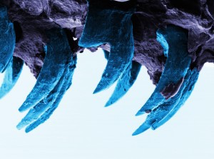 Limpet-teeth-2-cropped-300x223