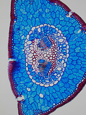 Mikroskopischer Querschnitt durch eine Kiefernnadel. An der Aussenseite sind die Spaltöffnungen zu erkennen, durch die CO2 aufgenommen und Wasser transpiriert wird. (für grosse Version bitte klicken). Foto: Fritz Schweingruber / WSL