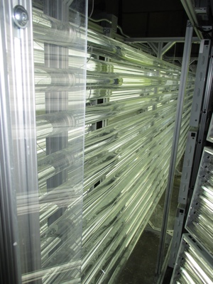 SCHOTT's oval glass tubes are improving algae production rates in photobioreactors. Photo: SCHOTT