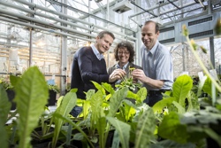 Left to right: Dr. Christian Schulze Gronover, Dr. Carla Recker (Continental Reifen Deutschland GmbH) and Prof. Dirk Prüfer make use of the Russian dandelion to obtain natural rubber for subsequent use in the manufacture of car tires. © Dirk Mahler/Fraunhofer