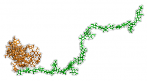 A transgenic lignin-hemicellulose molecule. Computer simulations revealed that hydrophobic, or water repelling, lignin (brown) binds less with hydrophilic, or water attracting, hemicellulose (green). The findings point researchers toward a promising way to engineer better plants for biofuel. Image Credit: Loukas Petridis.