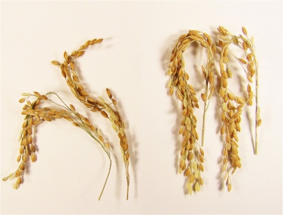 n addition to a near elimination of greenhouse gases associated with its growth, SUSIBA2 rice produces substantially more grains for a richer food source. The new strain is shown here (right) compared to the study's control. Image courtesy of Swedish University of Agricultural Sciences