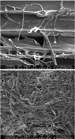 To study of the degradation of woody biomass by white rot fungi, Ronald de Vries uses microscopy to view the numerous hyphae, the filamentous structure of a fungus. These hyphae are penetrating into the wood sample, images at 30 µm and 10 µm. (Image provided by Ronald de Vries, CBS-KNAW Fungal Biodiversity Center)