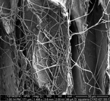 Ronald de Vries’ research seeks to understand how white rot fungi degrade woody biomass. An image at 10 µm shows hyphae, the filamentous structure of a fungus, present on the wood surface. (Image provided by Ronald de Vries, CBS-KNAW Fungal Biodiversity Center)