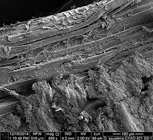 Ronald de Vries’ white rot fungi research is exploring how fungi degrade wood. An image at 100 µm shows hyphae, the filamentous structure of a fungus, present on the wood surface. (Image provided by Ronald de Vries, CBS-KNAW Fungal Biodiversity Center)