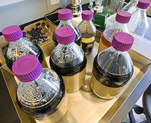 Blake Simmons is developing a metabolic map of the pathways microorganisms use to degrade lignin. These lignin extractions from ionic liquids are used in his research. (Image provided by Blake Simmons, Joint BioEnergy Institute.)