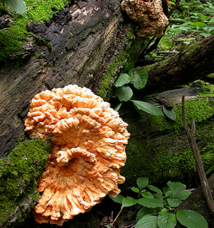 Jonathan Schilling has studied the brown rot fungus Laetiporus sulphureus, also known as chicken of the woods, shown here growing on an oak. (Image provided by Jonathan Schilling, University of Minnesota)