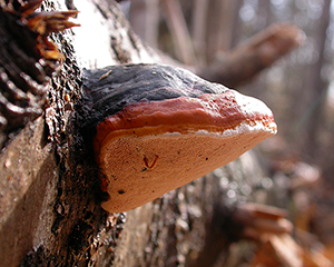 Jonathan Schilling’s research focuses on the degradation action of brown rot fungi, like this Fomitopsis pinicola, a red-banded polypore brown rot fungus growing on a spruce log. (Image provided by Jonathan Schilling, University of Minnesota)