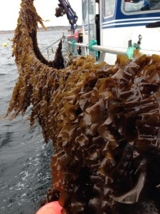 Cultivated_Seaweed