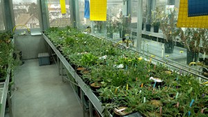 20 different properties were measured and tested to see if they changed from one plant generation to the next. (Image UZH) 