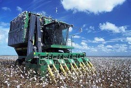 Cotton-harvest