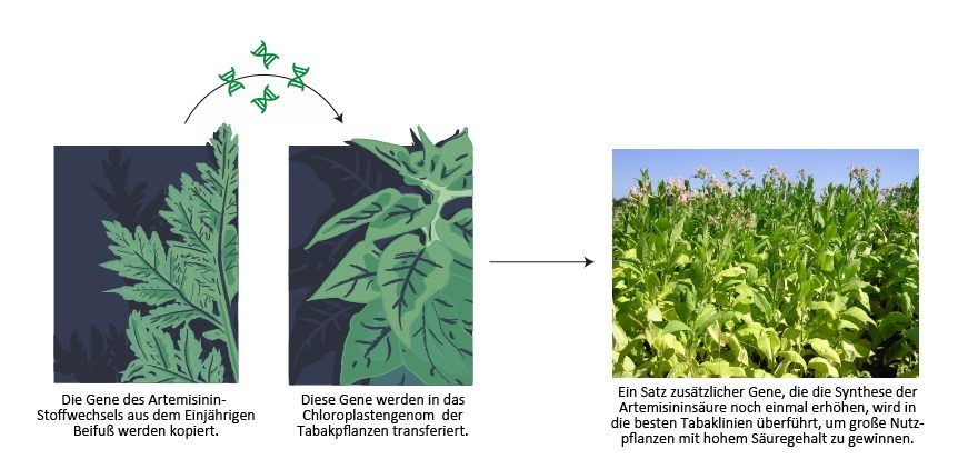 Neue Methoden der Pflanzenbiotechnologie könnten die kostengünstige Massenproduktion eines Malariamedikaments ermöglichen. Durch den Transfer von Genen des Einjährigen Beifuß in Tabak kann die natürlich vorkommende Artemisininsäure in großem Maßstab produziert werden.