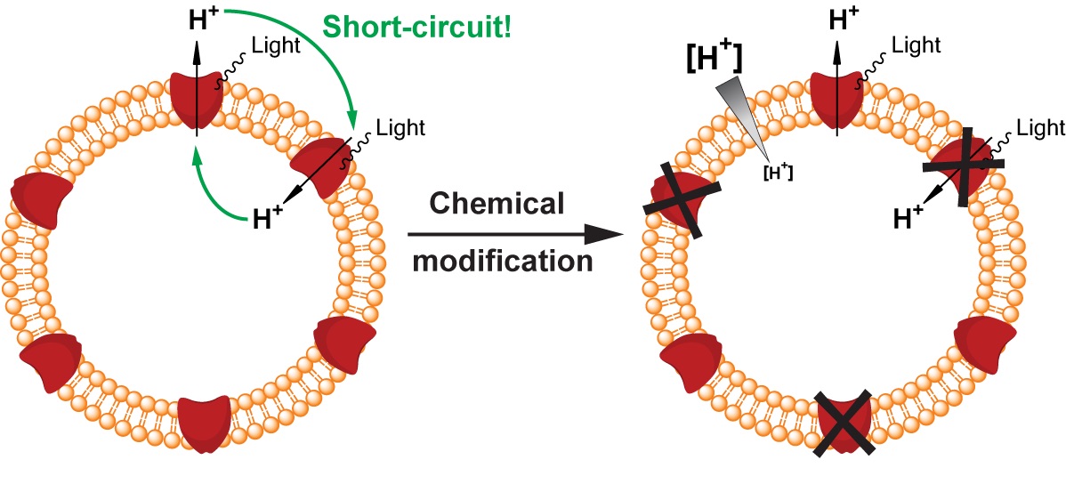 Nanocontainer consisting of lipid (in orange) and the engineered version of proteorhodopsin (in red). Light irradiation of the molecular system fails in establishing a proton gradient across the membrane because of the symmetrical integration of proteorhodopsins, which results in a short-circuit (left). After chemically switching off wrongly oriented proteorhodopsins (right), correctly oriented ones can establish a proton gradient across the membrane (indicated in gray). © Dimitrios Fotiadis, University of Bern. 