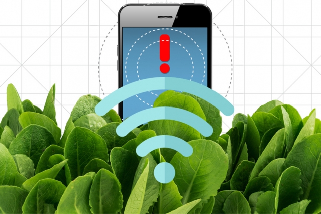 By embedding spinach leaves with carbon nanotubes, MIT engineers have transformed spinach plants into sensors that can detect explosives and wirelessly relay that information to a handheld device similar to a smartphone. Illustration: Christine Daniloff/MIT