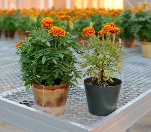The flower on the left is planted in a self-fertilizing bioplastic container while the flower on the right is planted in a conventional petroleum-based pot. ISU researchers have studied the environmental advantages bioplastic containers may present. Photo courtesy of James Schrader.