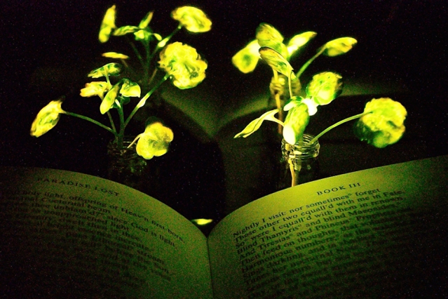 MIT-Glowing-Plants_0