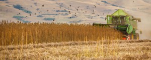 Figure 1: Hemp harvest in Romania