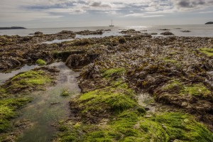seaweed-beach-300x200