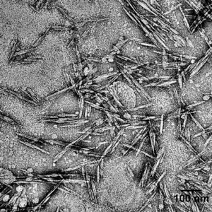 Stäbchenförmige Cellulose-Nanokristalle von rund 120 Nanometer Länge und 6.5 Nanometer Durchmesser unter dem Mikroskop. (Bild: Empa)