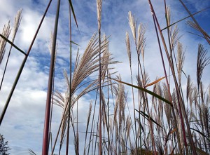 Topic-Teaser-Miscanthus_Foto-Uni-Hohenheim-Dr-Olena-Kalinina