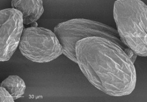 © Foto Fraunhofer IAP Stärkebasierte Amylose-Kapseln zum Schutz probiotischer Bakterien 