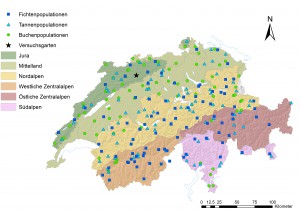 Verteilung der untersuchten 92 Fichten- (Picea abies), 90 Tannen- (Abies alba) und 77 Buchenpopulationen (Fagus sylvatica) in der Schweiz. Der Stern weist auf den Pflanzgarten bei Matzendorf (Kt. Solothurn) hin. Die sechs biogeografischen Regionen sind mit unterschiedlichen Farben markiert. (Gonseth et al., 2001). Grafik: WSL 