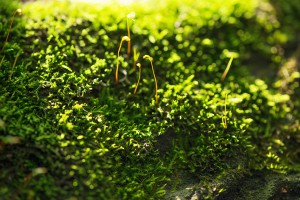 Researchers have discovered how moss and green algae can protect themselves from too much sun. (© MIT)