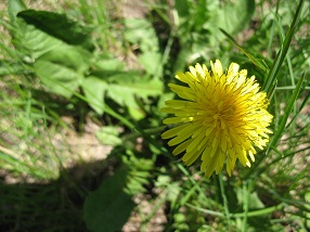 Russian-dandelion