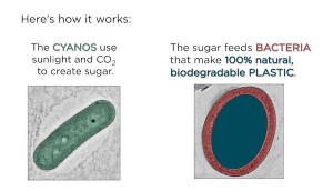 A snapshot of the microorganism cooperative. Cyanos (green) make sugar, which is leaked into a surrounding medium. Special bacteria (red) eat the sugar, which powers bioplastic production (blue). By Taylor Weiss. 