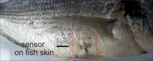 The sensor also adheres to fish skin and would help monitor the freshness of a cargo. (Picture: from Salvatore et al, Adv. Func. Materials, 2017) 