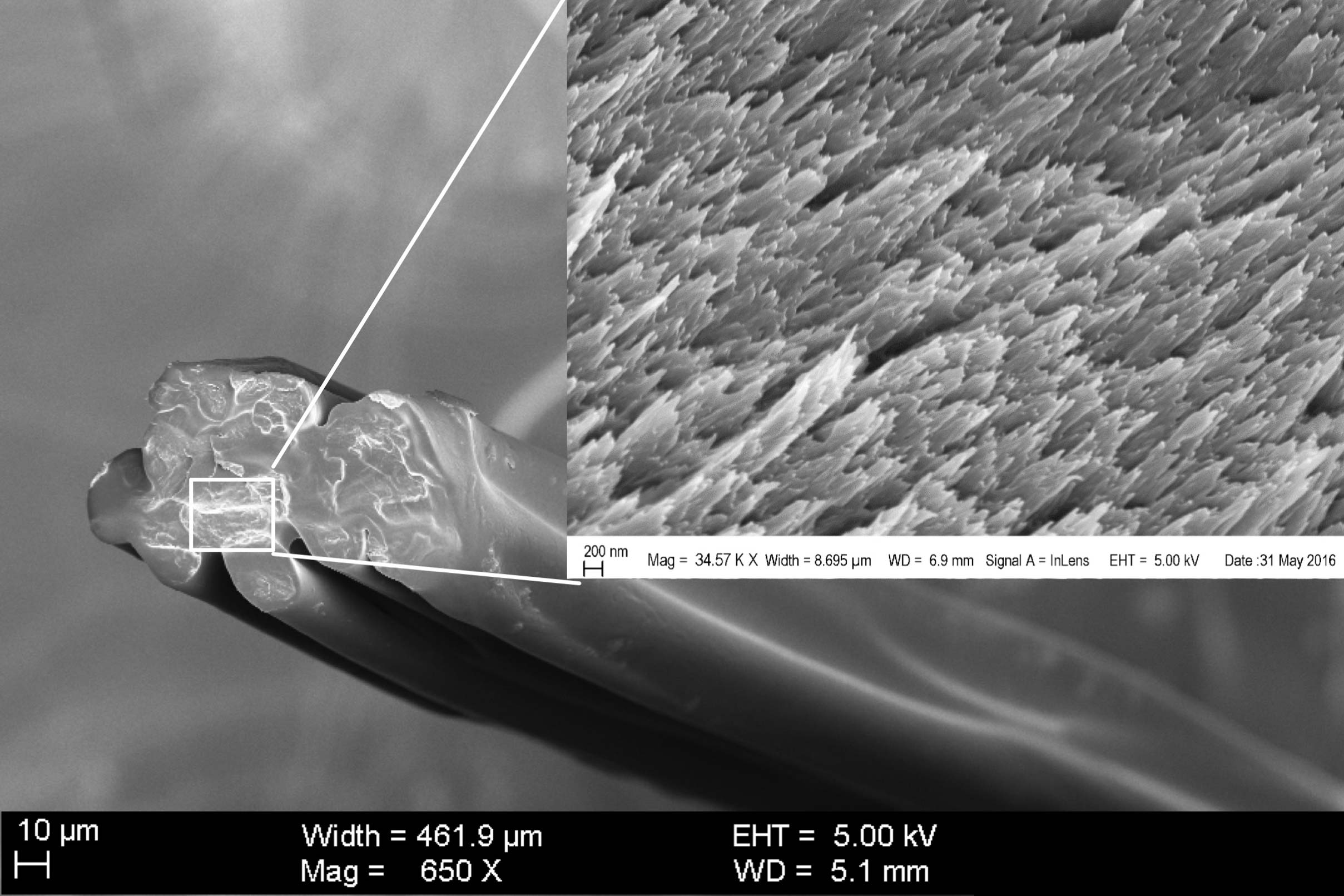 A cross-section SEM image of regenerated silk fibers shows, in the inset, the maintained nanofibril structures. (Credits: Courtesy of the researchers)