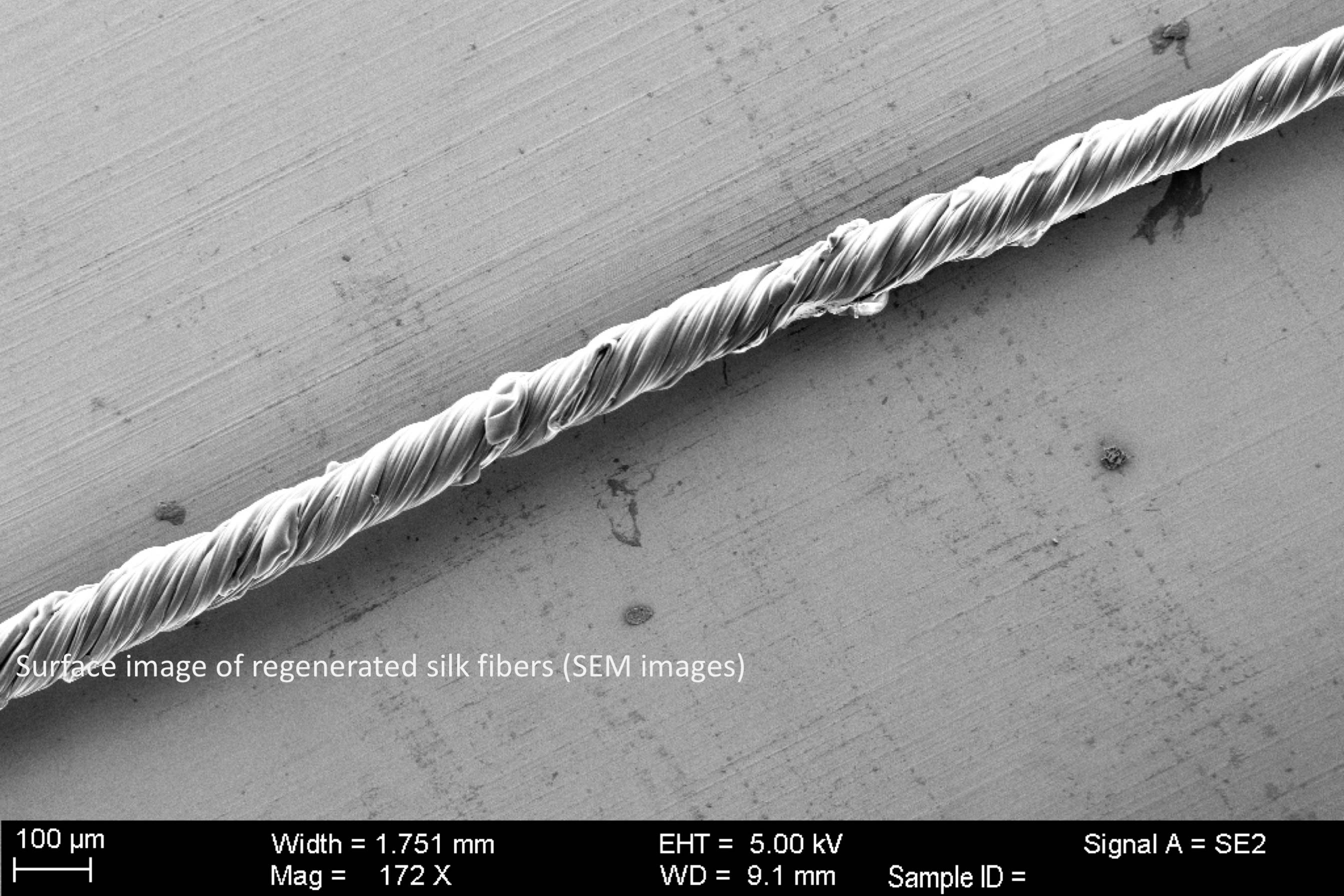 Surface image of regenerated silk fibers. (Credits: Courtesy of the researchers)