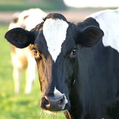 fresian-cow-Rob-Waterhouse