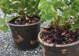 Biodegradable-Solanyl-plant-pots