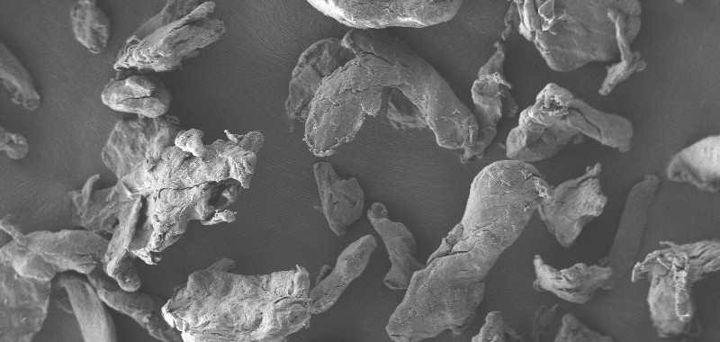  Scanning electron microscope image of cellulose particles from beech wood, which are used in various dental and personal care products.  © Foto Fraunhofer IMWS