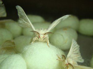 Silk-moths-300x225