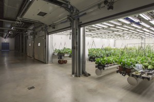 Phytotron Greenhouse with hanging plants exposed to light (Source: Certhon)